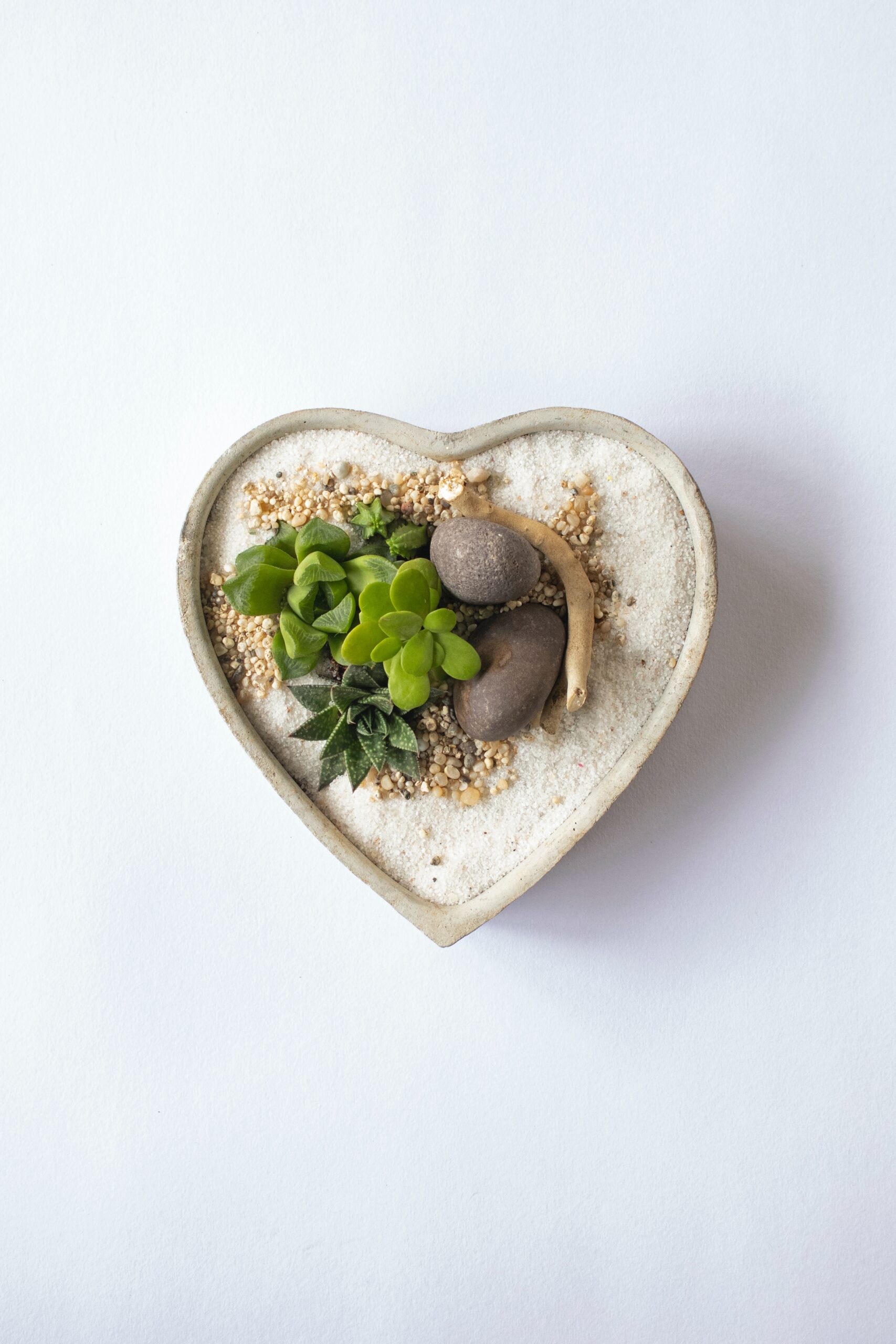 Heart succulent