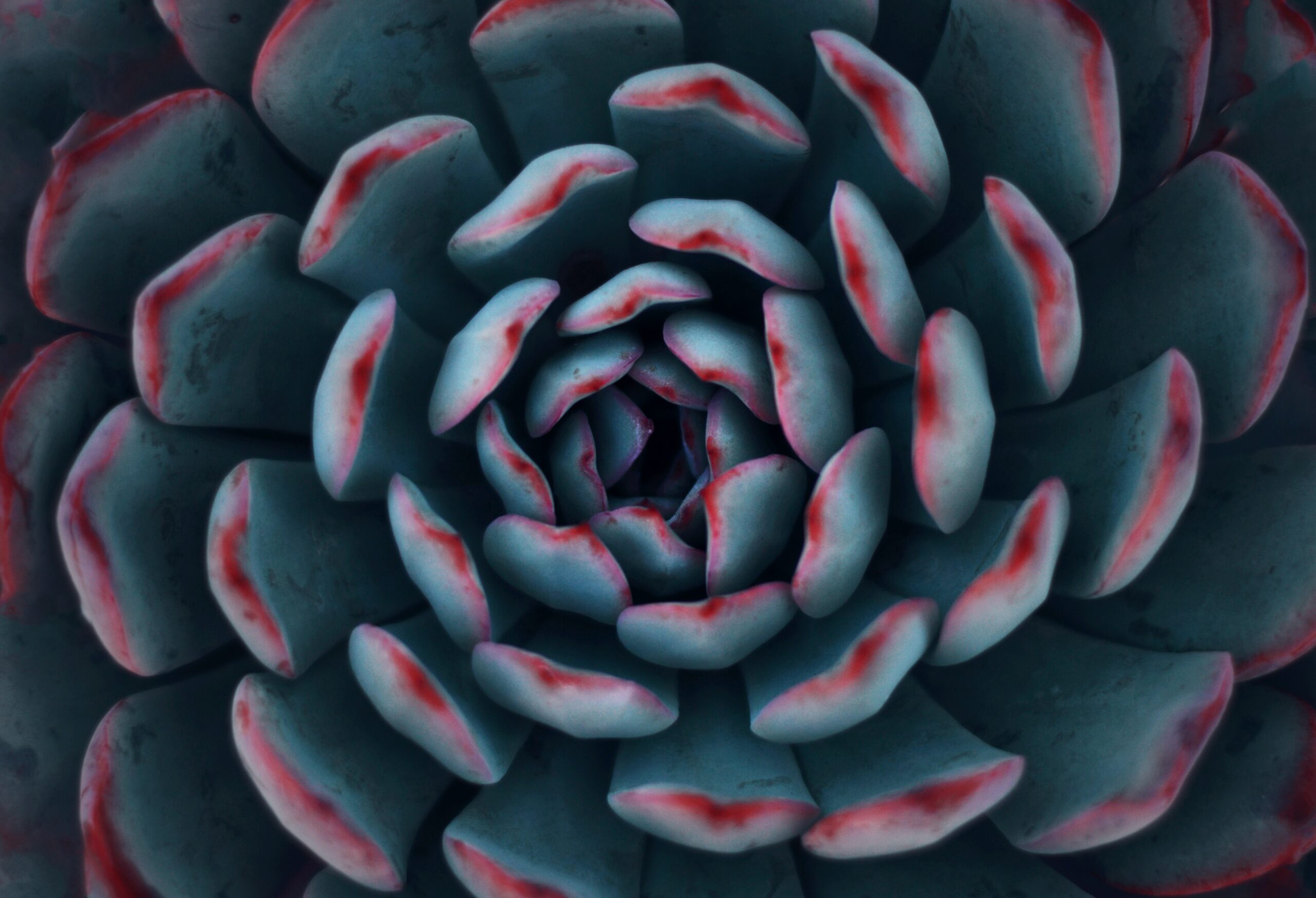 floral succulent