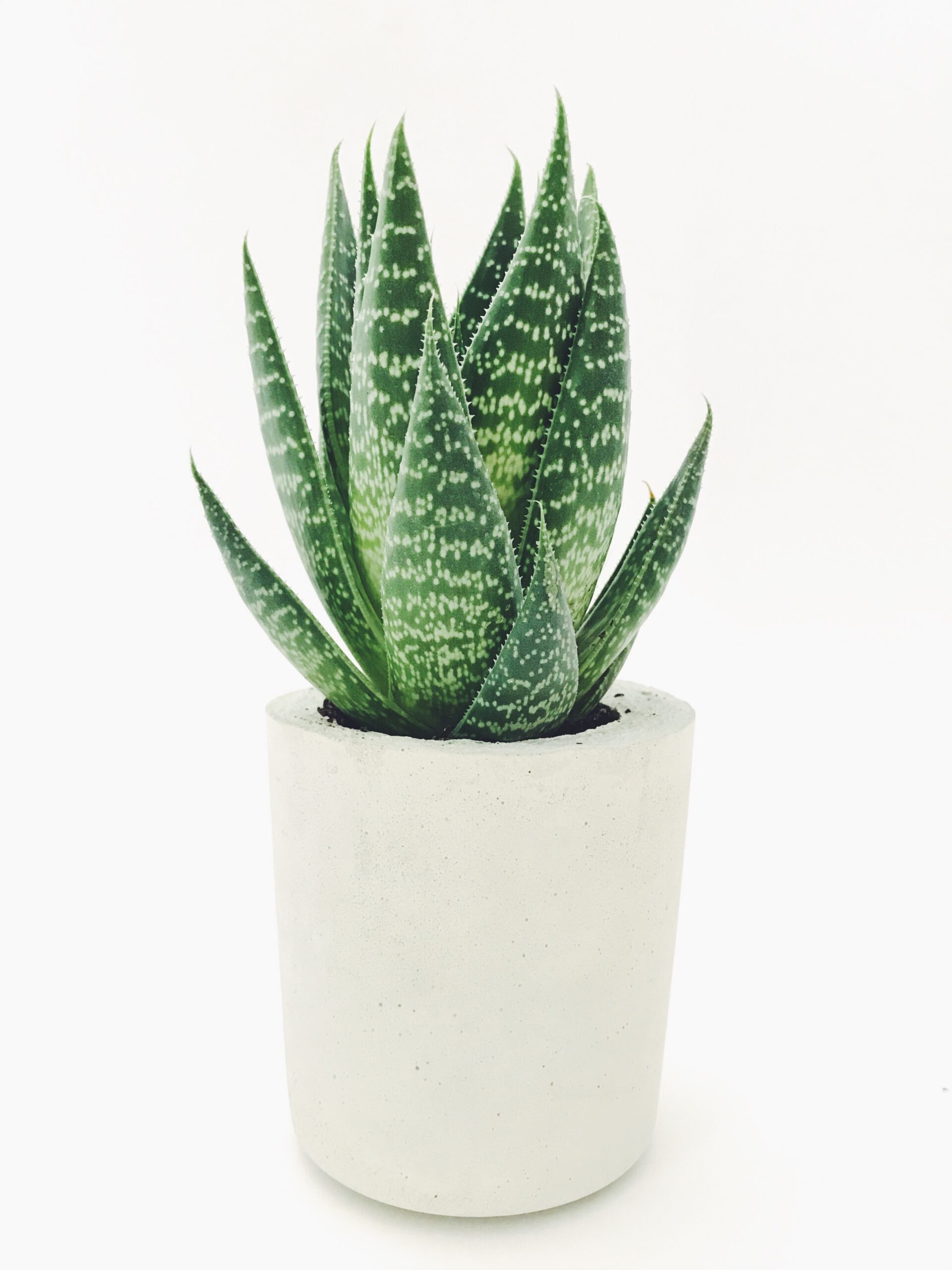 green white succulent